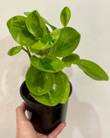 Peperomia obtusifolia 'Lemon Lime’ - Plant Daddy