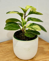 Peperomia obtusifolia ‘Marble’ - Plant Daddy