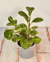 Peperomia obtusifolia ‘Marble’ - Plant Daddy