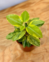 Peperomia orba 'Variegata’ - Plant Daddy