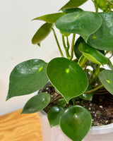 Peperomia polybotrya (Coin Leaf) - Plant Daddy