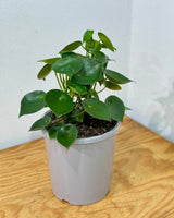 Peperomia polybotrya (Coin Leaf) - Plant Daddy