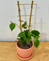 Peperomia scandens ‘Jade’ - Plant Daddy