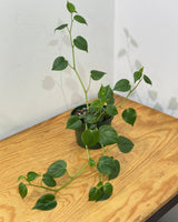 Peperomia scandens ‘Jade’ - Plant Daddy