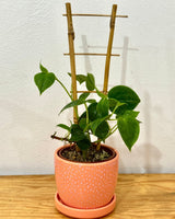 Peperomia scandens ‘Jade’ - Plant Daddy