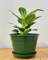 Philodendron ‘Birkin’ - Plant Daddy