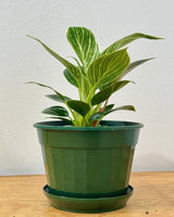 Philodendron ‘Birkin’ - Plant Daddy