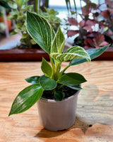 Philodendron ‘Birkin’ - Plant Daddy