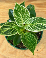 Philodendron ‘Birkin’ - Plant Daddy