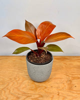 Philodendron ‘Cherry Red’ - Plant Daddy