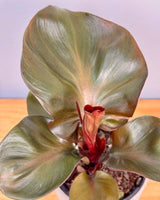 Philodendron ‘Cherry Red’ - Plant Daddy