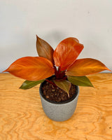 Philodendron ‘Cherry Red’ - Plant Daddy