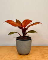 Philodendron ‘Cherry Red’ - Plant Daddy
