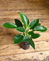 Philodendron ‘Congo Apple’ - Plant Daddy