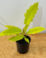 Philodendron 'Golden Saw' - Plant Daddy