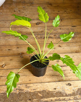 Philodendron ‘Golden Xanadu’ - Plant Daddy