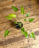 Philodendron ‘Golden Xanadu’ - Plant Daddy