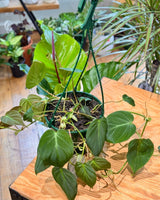 Philodendron micans - Plant Daddy