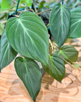 Philodendron micans - Plant Daddy