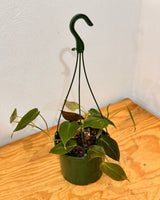 Philodendron micans - Plant Daddy