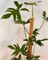 Philodendron pedatum on totem - Plant Daddy