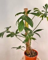 Philodendron pedatum on totem - Plant Daddy