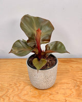 Philodendron 'Red Heart’ - Plant Daddy