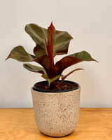 Philodendron 'Red Heart’ - Plant Daddy