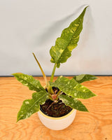 Philodendron ‘Ring of Fire’ - Plant Daddy