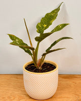 Philodendron ‘Ring of Fire’ - Plant Daddy