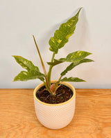 Philodendron ‘Ring of Fire’ - Plant Daddy