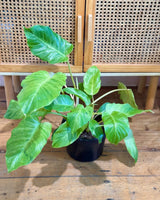 Philodendron ‘Snowdrift’ - Plant Daddy