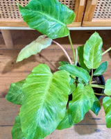 Philodendron ‘Snowdrift’ - Plant Daddy