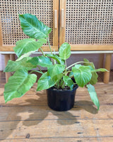 Philodendron ‘Snowdrift’ - Plant Daddy