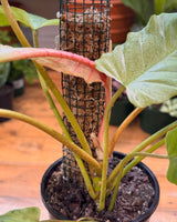 Philodendron ‘Snowdrift’ on Moss Pole - Plant Daddy