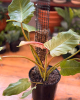 Philodendron ‘Snowdrift’ on Moss Pole - Plant Daddy