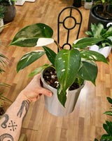 Philodendron ‘White Princess’ - Plant Daddy