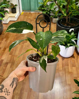 Philodendron ‘White Princess’ - Plant Daddy