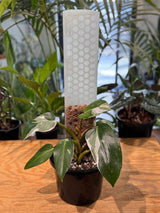 Philodendron ‘White Princess’ on Moss Pole - Plant Daddy