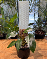Philodendron ‘White Princess’ on Moss Pole - Plant Daddy