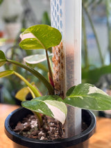 Philodendron ‘White Princess’ on Moss Pole - Plant Daddy