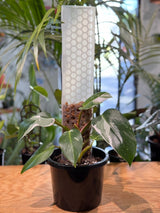 Philodendron ‘White Princess’ on Moss Pole - Plant Daddy