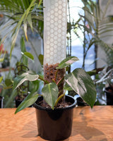 Philodendron ‘White Princess’ on Moss Pole - Plant Daddy