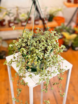 Pilea libanensis ‘Silver Sprinkles’ - Plant Daddy