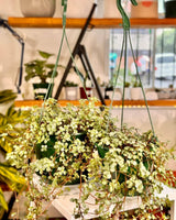 Pilea libanensis ‘Silver Sprinkles’ - Plant Daddy