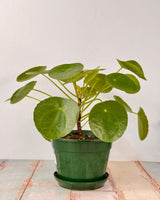 Pilea peperomiodes (Chinese Money Plant) - Plant Daddy