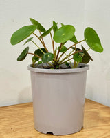 Pilea peperomiodes (Chinese Money Plant) - Plant Daddy