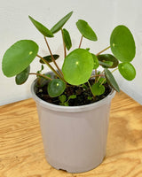 Pilea peperomiodes (Chinese Money Plant) - Plant Daddy