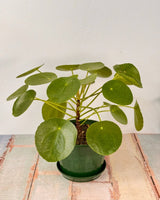 Pilea peperomiodes (Chinese Money Plant) - Plant Daddy