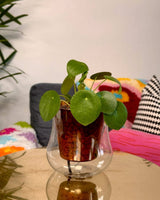 Original Self-watering Planter by Cup O Flora - Plant Daddy